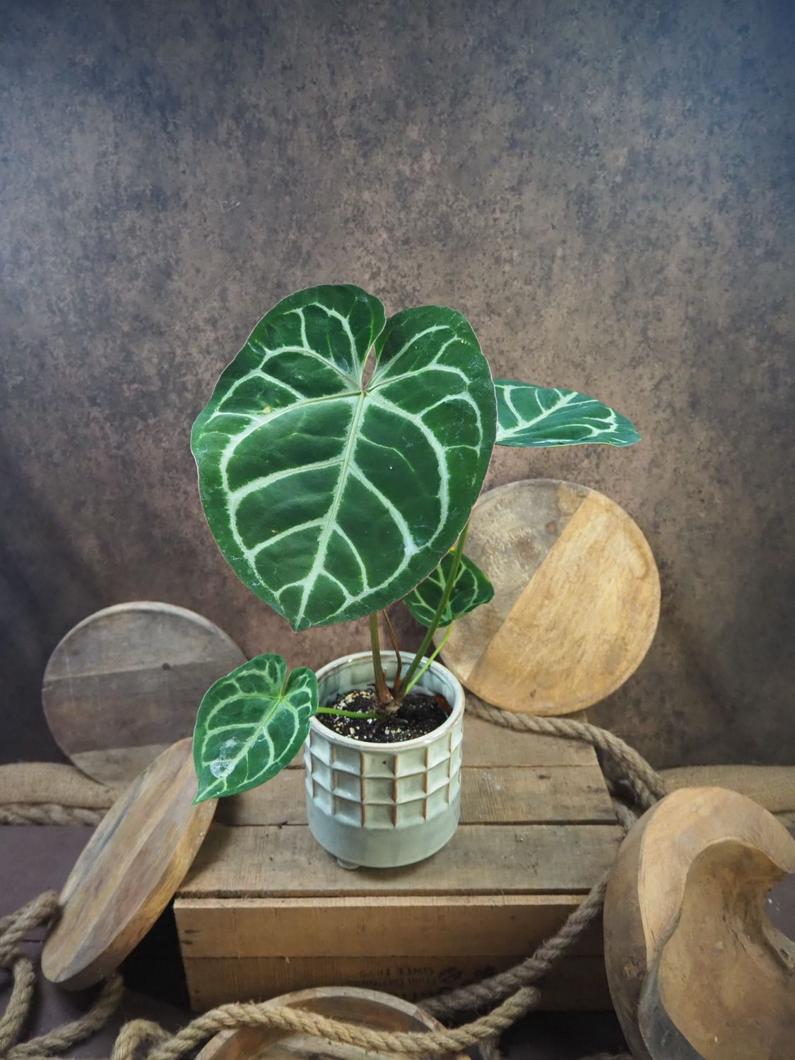 Anthurium Crystallinum x Magnificum 