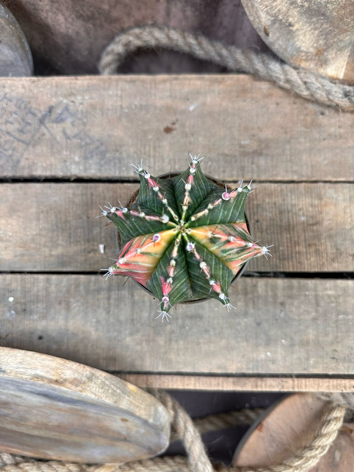 Mondkaktus - Gymnocalycium mihanovichii variegata #10