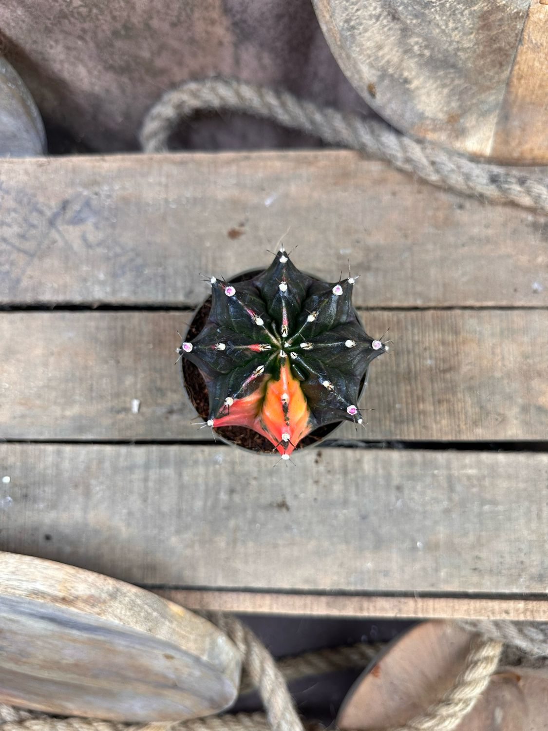 Mondkaktus - Gymnocalycium mihanovichii variegata #11