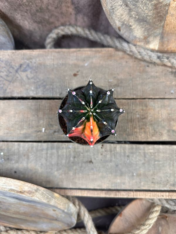 Mondkaktus - Gymnocalycium mihanovichii variegata #11