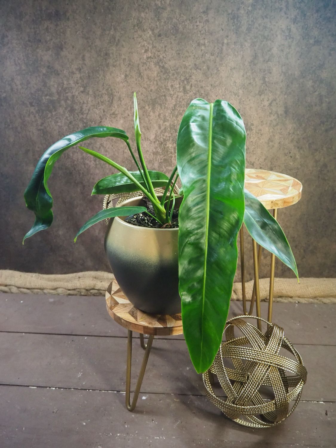 Philodendron patriciae