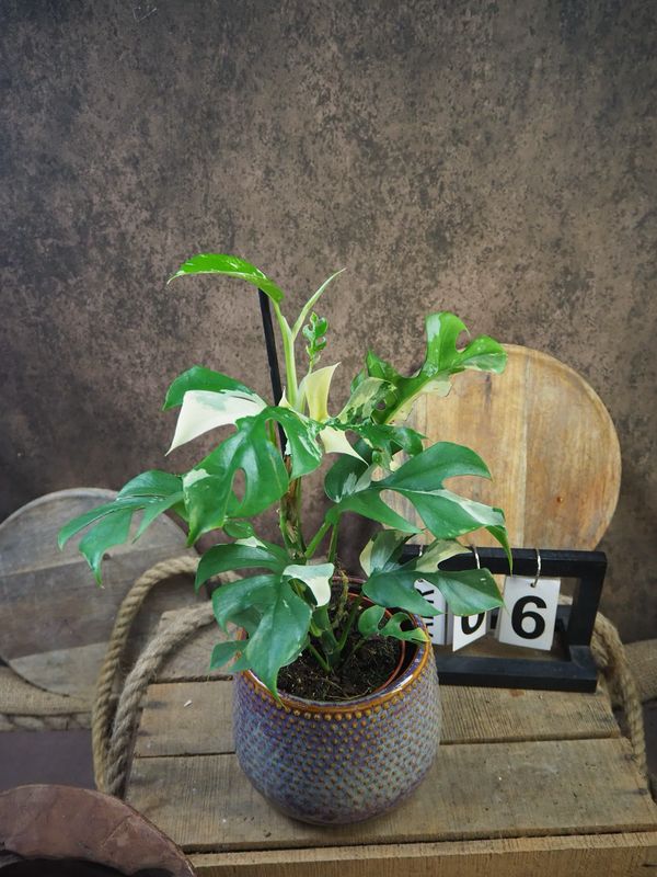 Monstera Minima Albo Variegata - Rhaphidophora tetrasperma #6 Monstera Minima Albo Variegata - Rhaphidophora tetrasperma #6