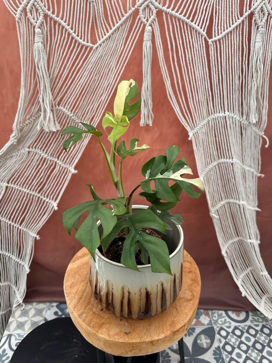 Monstera Minima Albo Variegata - Rhaphidophora tetrasperma #6