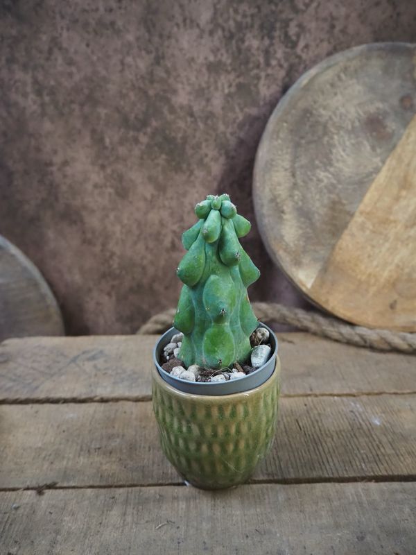 BoobieKaktus BoobieKaktus