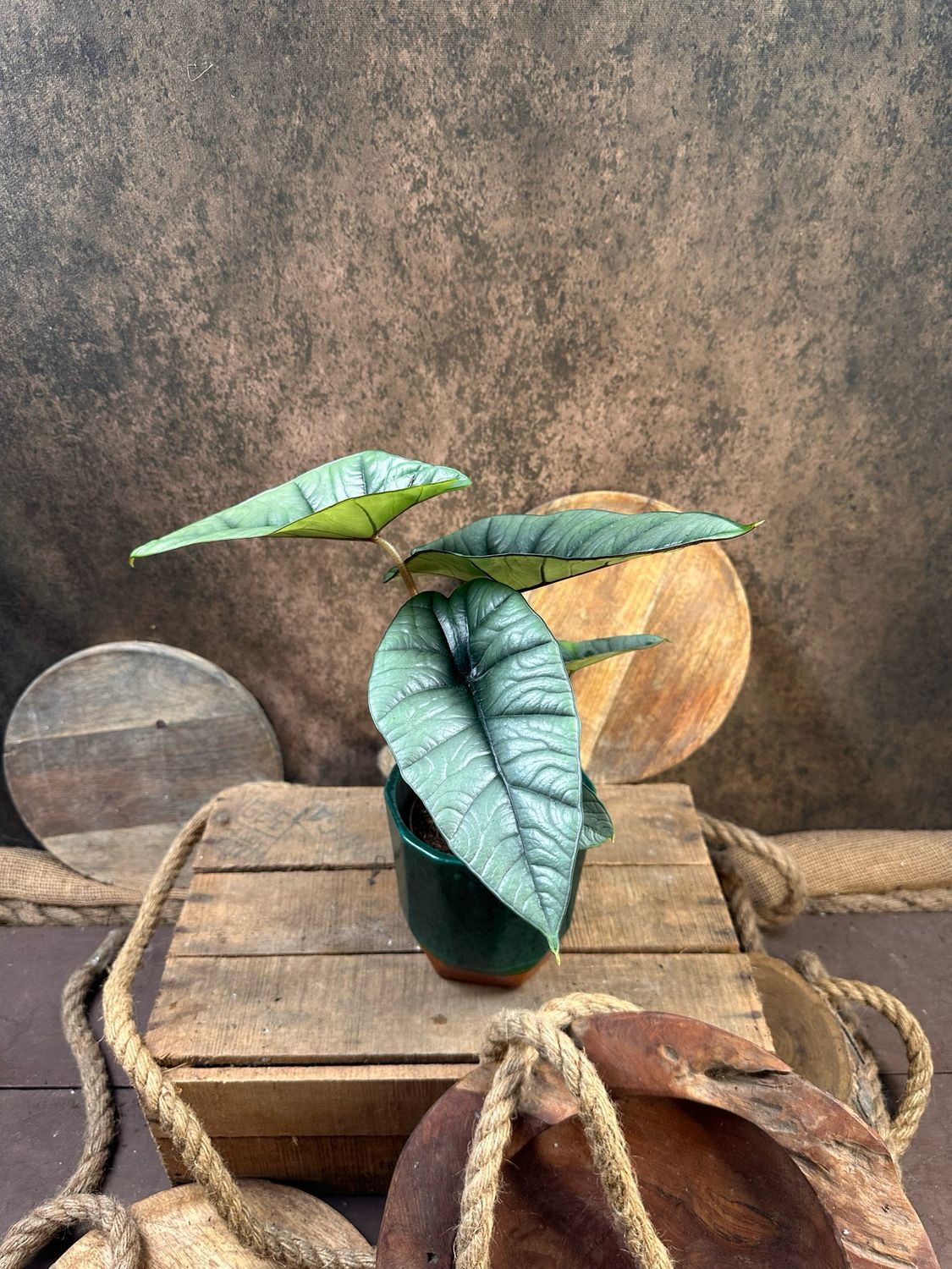 Alocasia Platinum