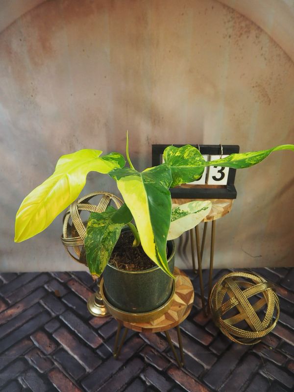 Philodendron Domesticum Variegata #3