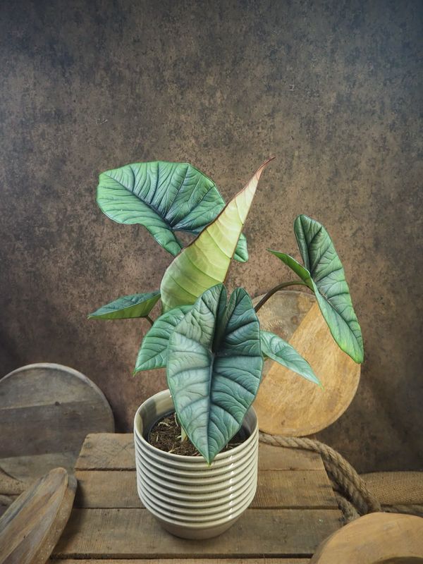Alocasia Platinum XL Alocasia Platinum XL