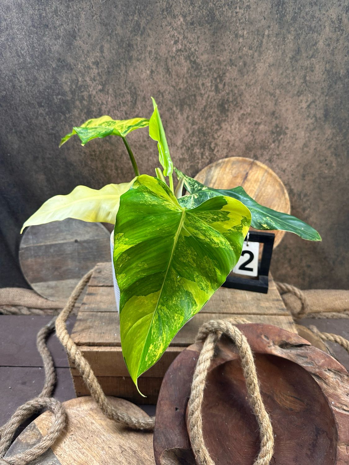 Philodendron Domesticum Variegata #2