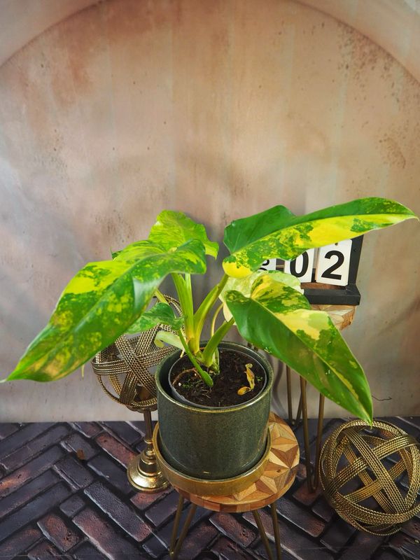 Philodendron Domesticum Variegata #2