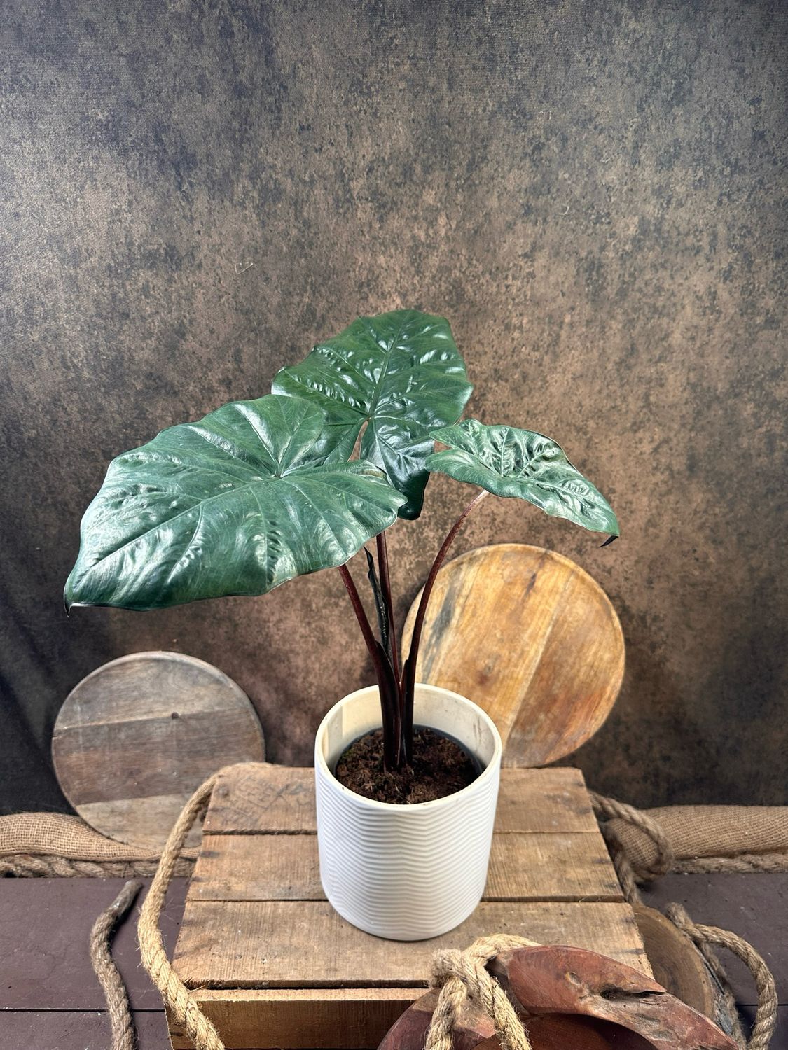 Alocasia Yucatan Princess