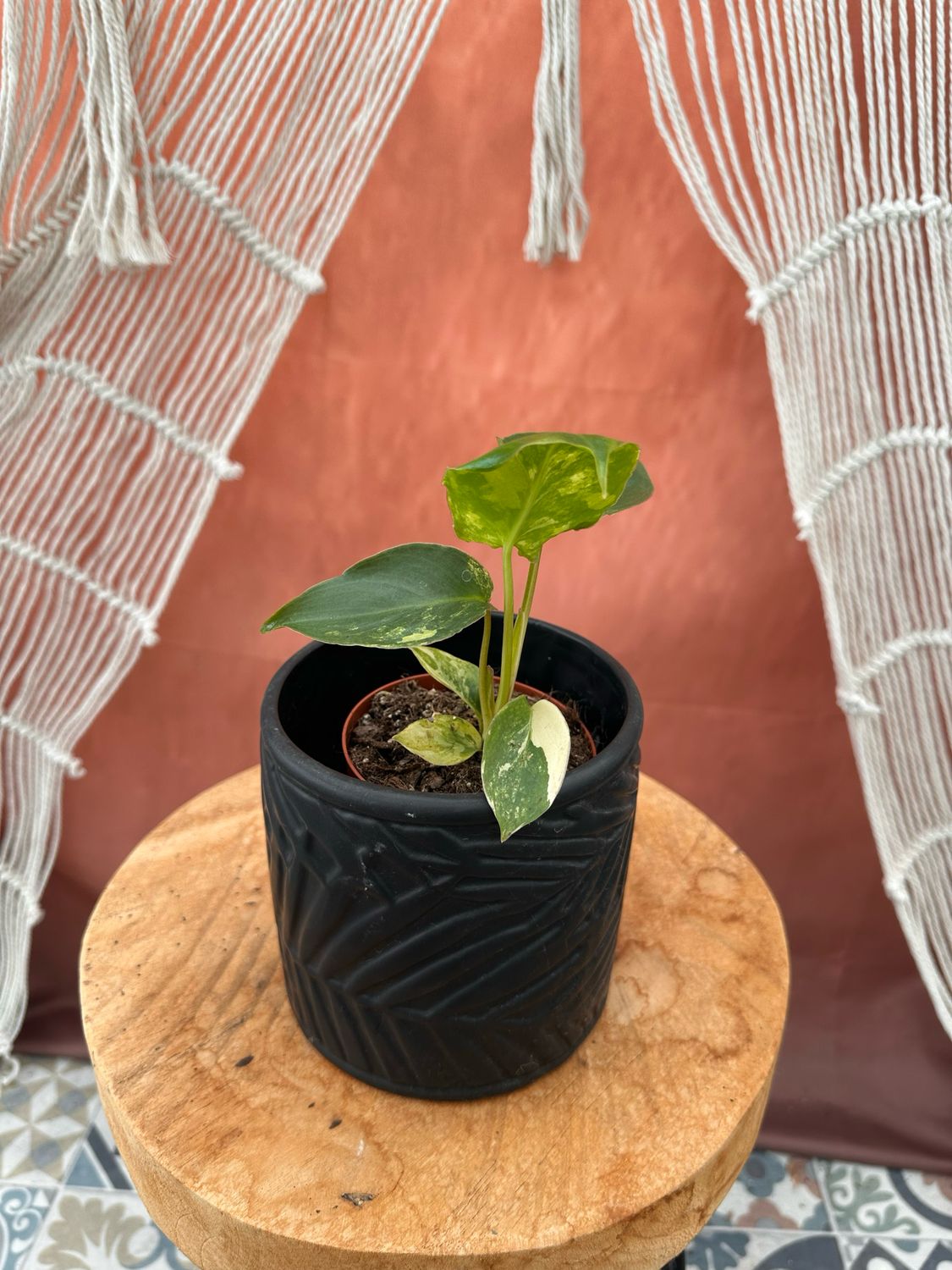 Philodendron Burle Marx Variegata #8