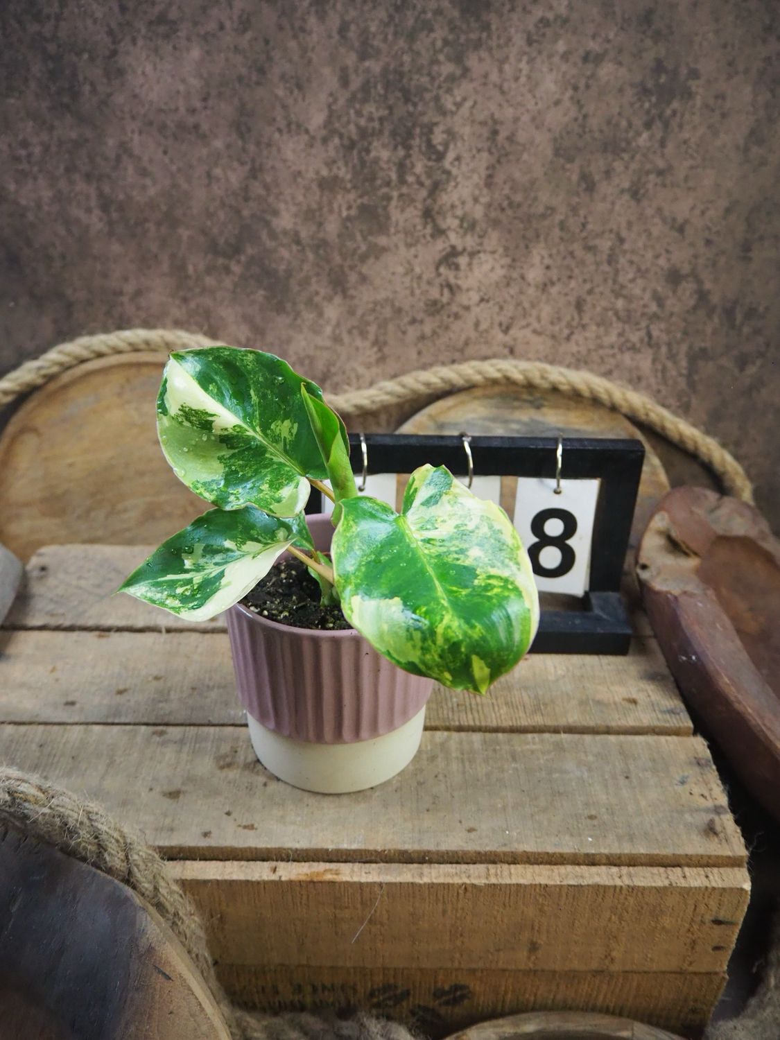 Philodendron Burle Marx Variegata #8