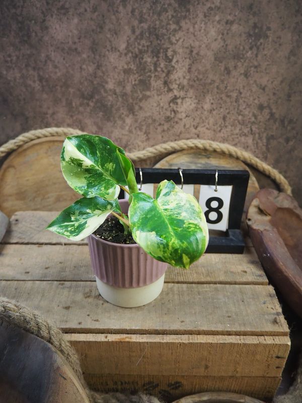 Philodendron Burle Marx Variegata #8 Philodendron Burle Marx Variegata #8
