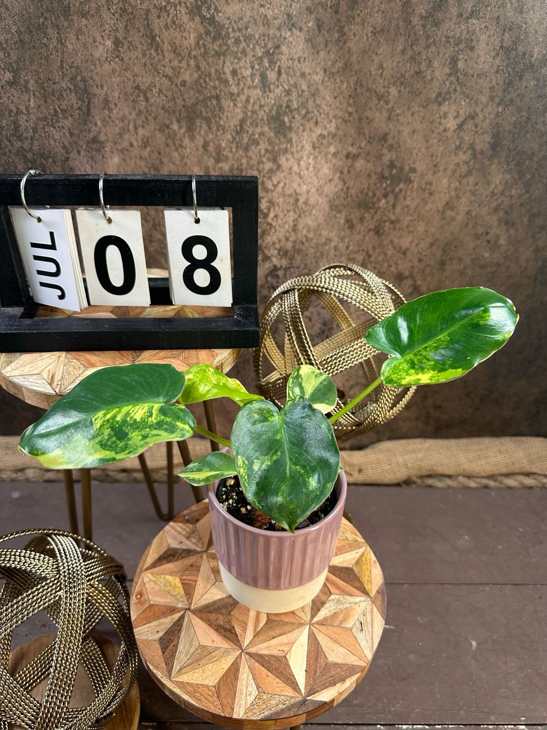 Philodendron Burle Marx Variegata #8 Philodendron Burle Marx Variegata #8