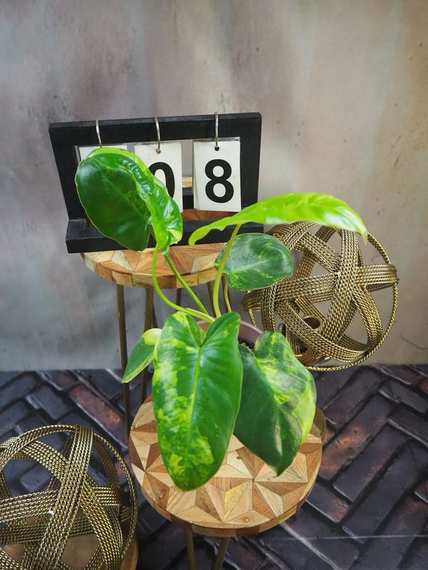 Philodendron Burle Marx Variegata #8