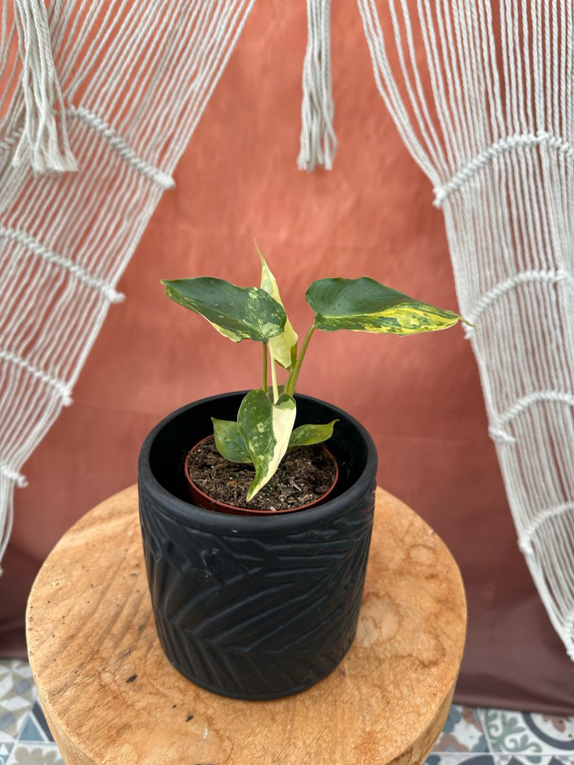 Philodendron Burle Marx Variegata #11