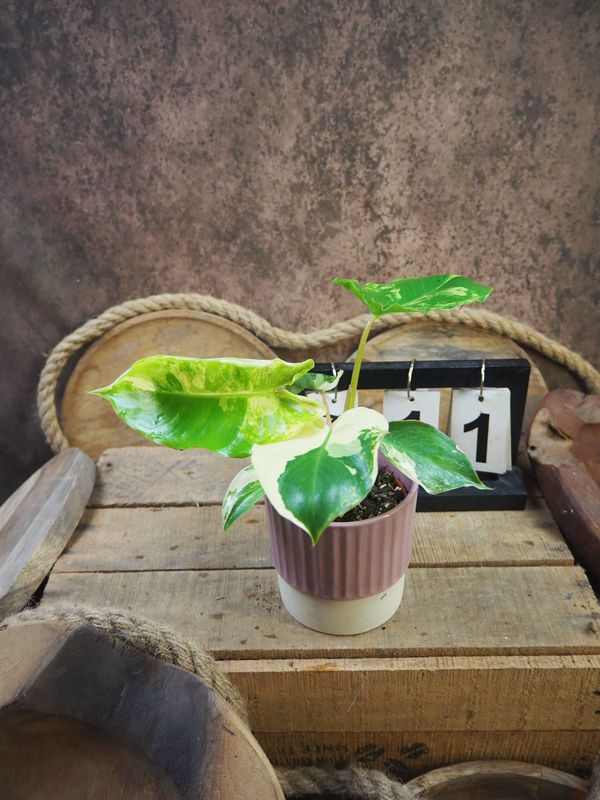 Philodendron Burle Marx Variegata #11 Philodendron Burle Marx Variegata #11