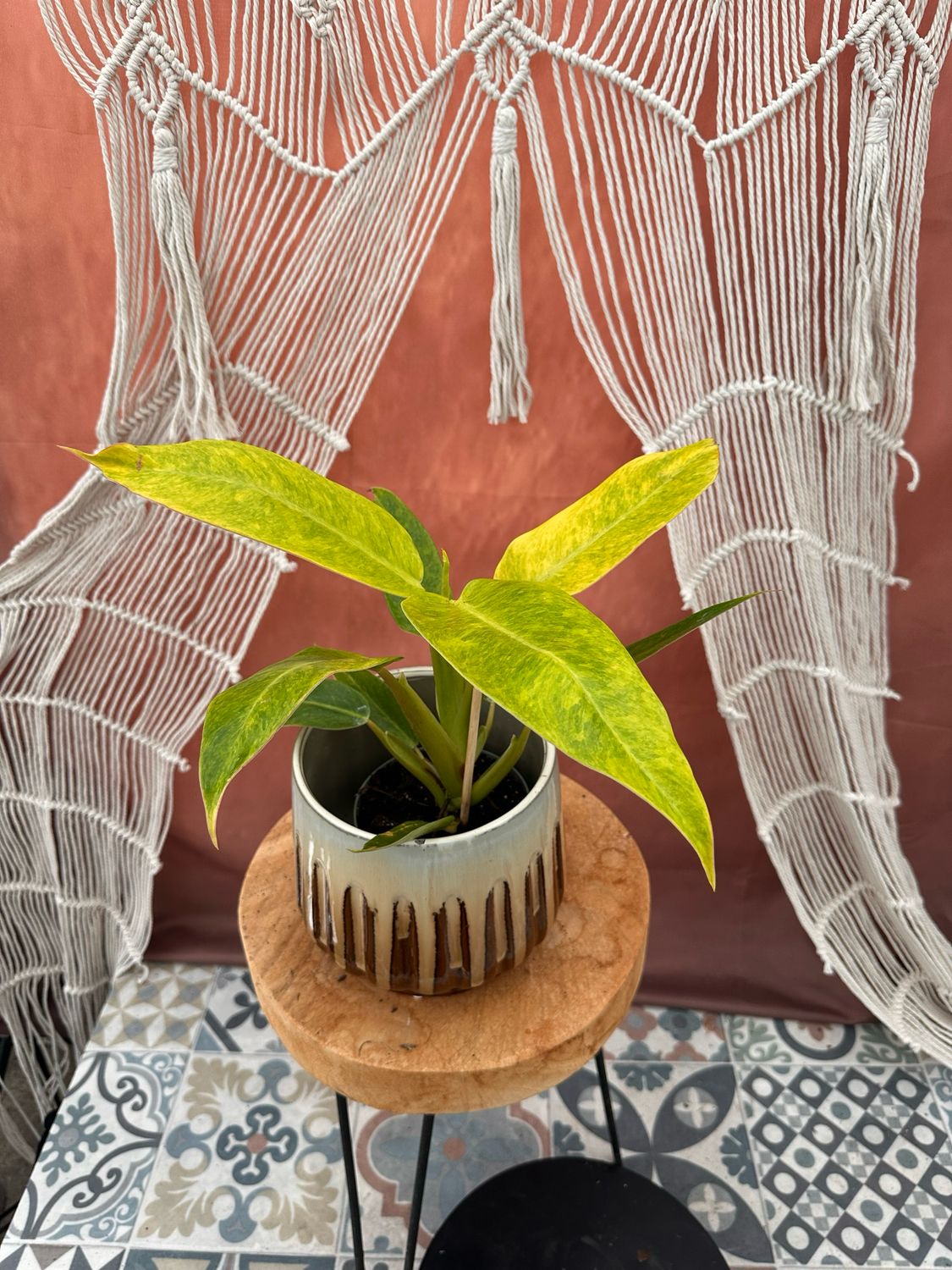 Philodendron Calkins Gold