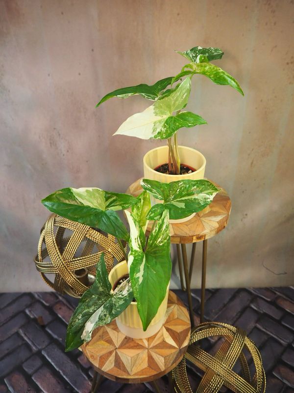 Syngonium Albo Variegata