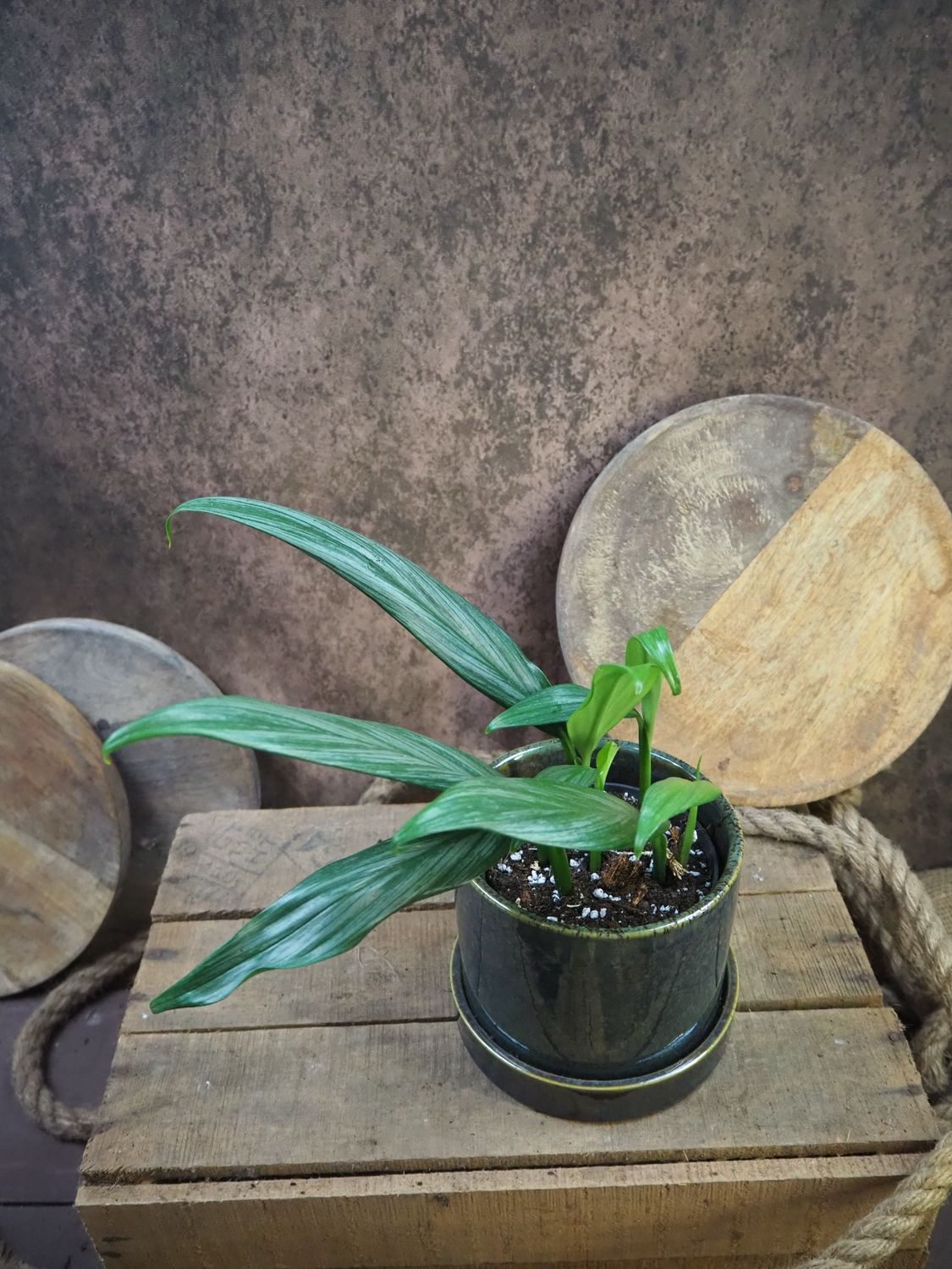 Epipremnum amplissimum Silver Stripe Epipremnum amplissimum Silver Stripe