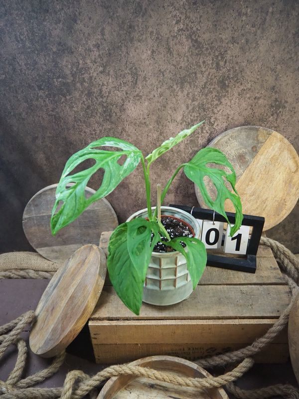Monstera Indonesian Marble #1