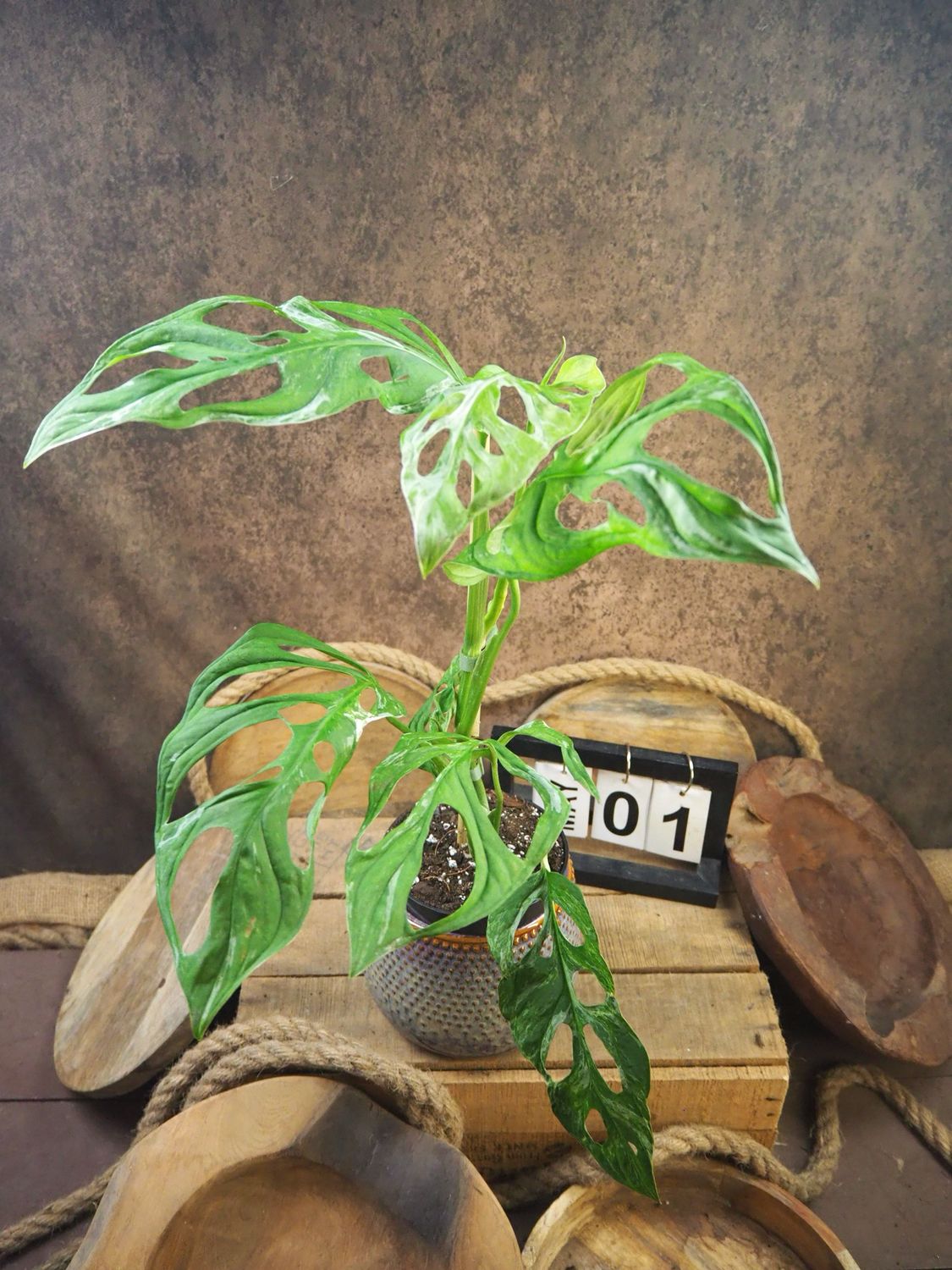 Monstera Indonesian Marble #1
