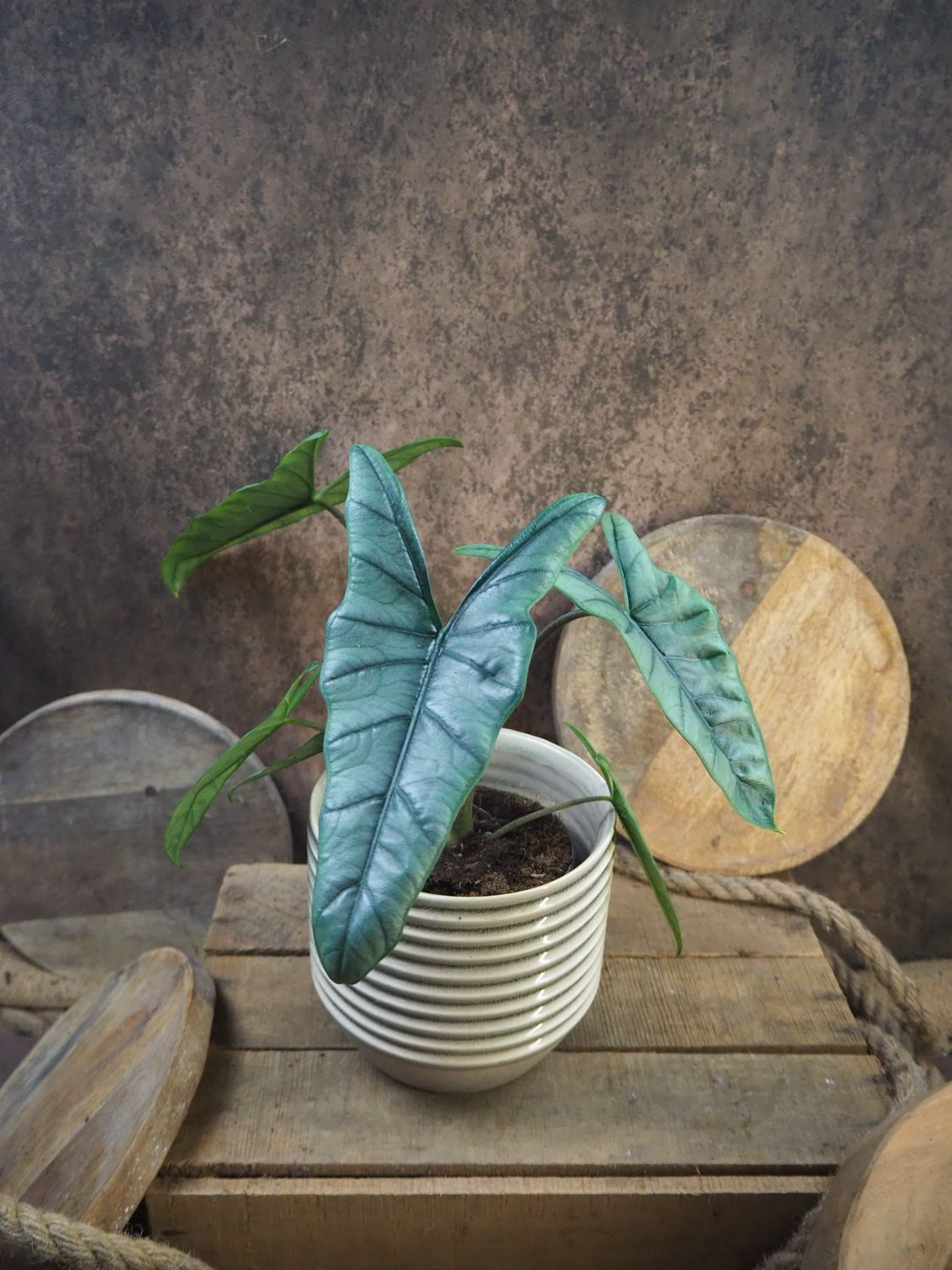 Alocasia heterophylla Corazon