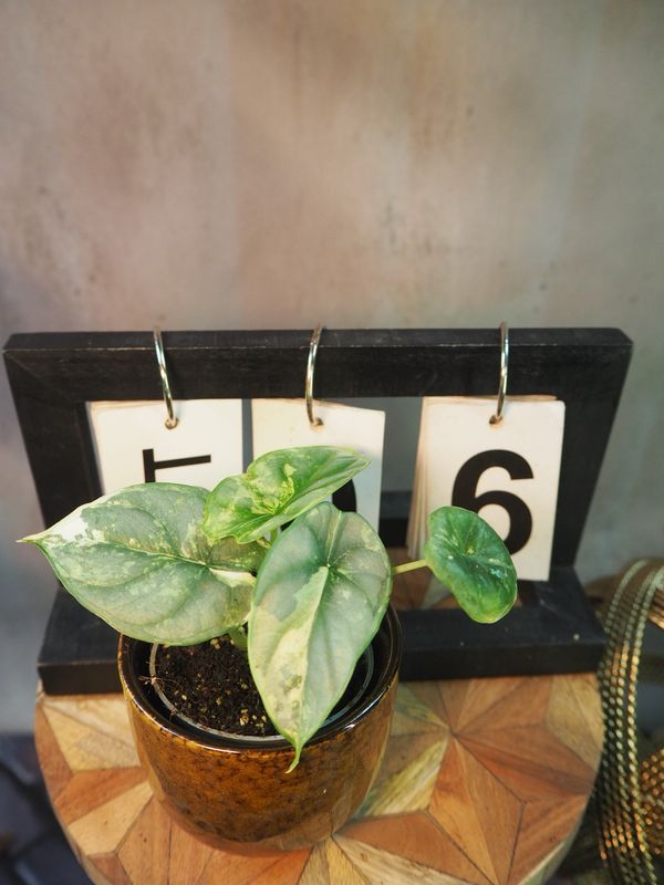 Alocasia Silver Dragon Variegata #6