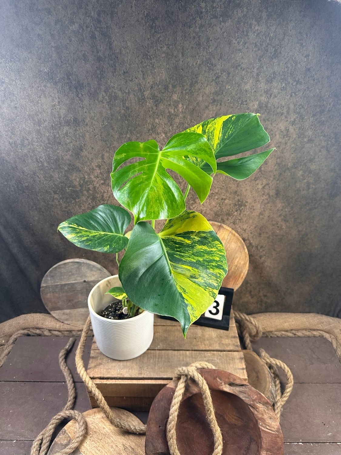 Monstera Deliciosa Aurea Variegata #3