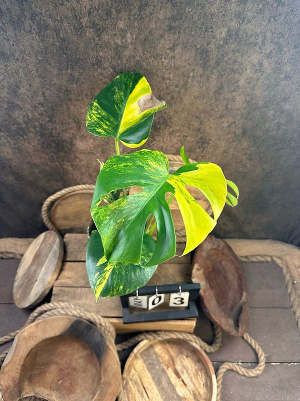 Monstera Deliciosa Aurea Variegata #3