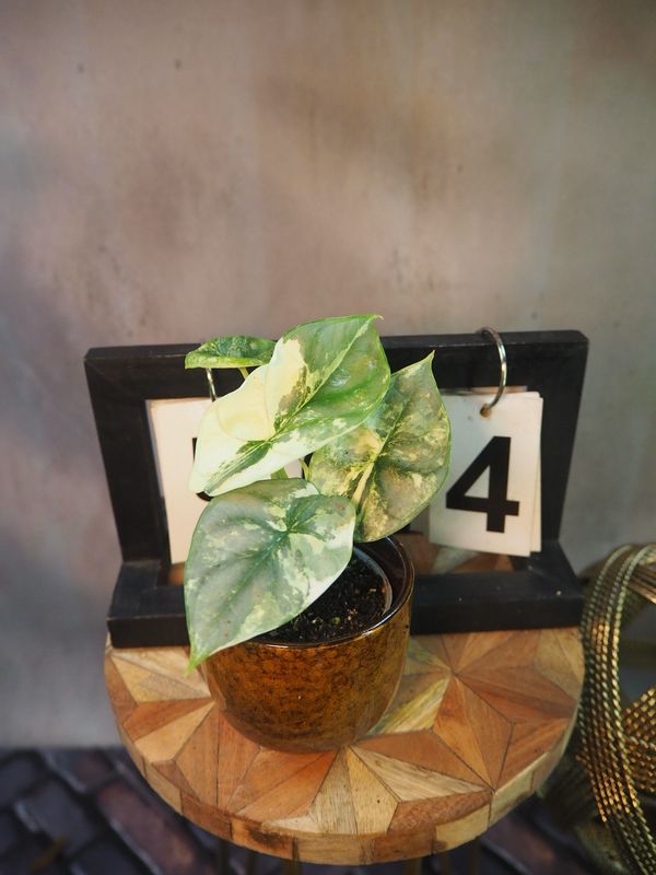 Alocasia Silver Dragon Variegata #4