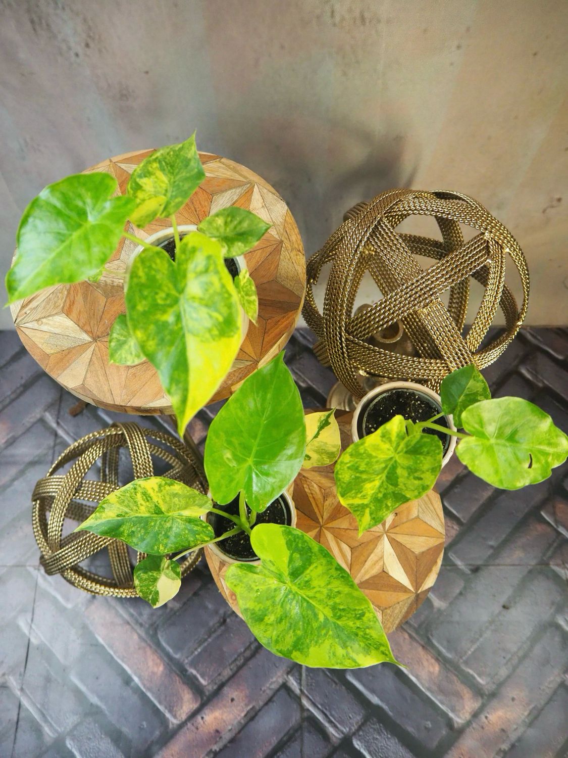 Alocasia gageana Aurea Jungpflanze 