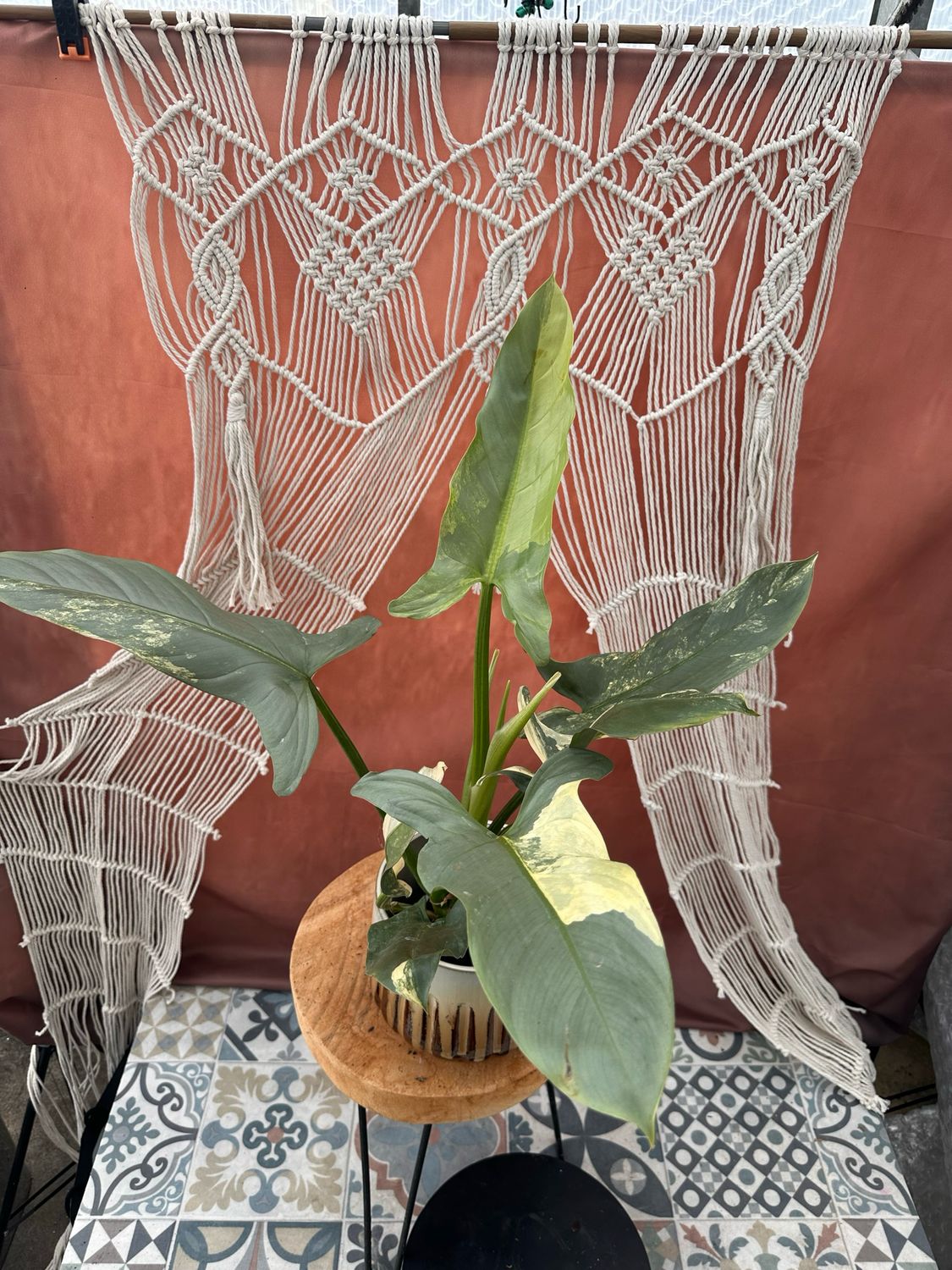 Philodendron Silver Sword Variegata #1