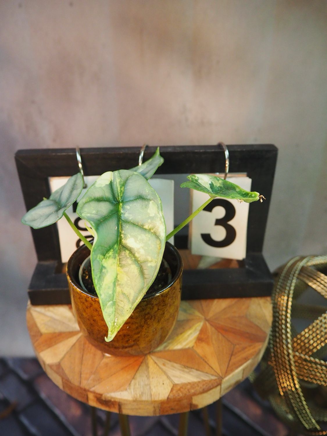 Alocasia Silver Dragon Variegata #3 Alocasia Silver Dragon Variegata #3
