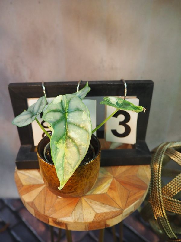 Alocasia Silver Dragon Variegata #3