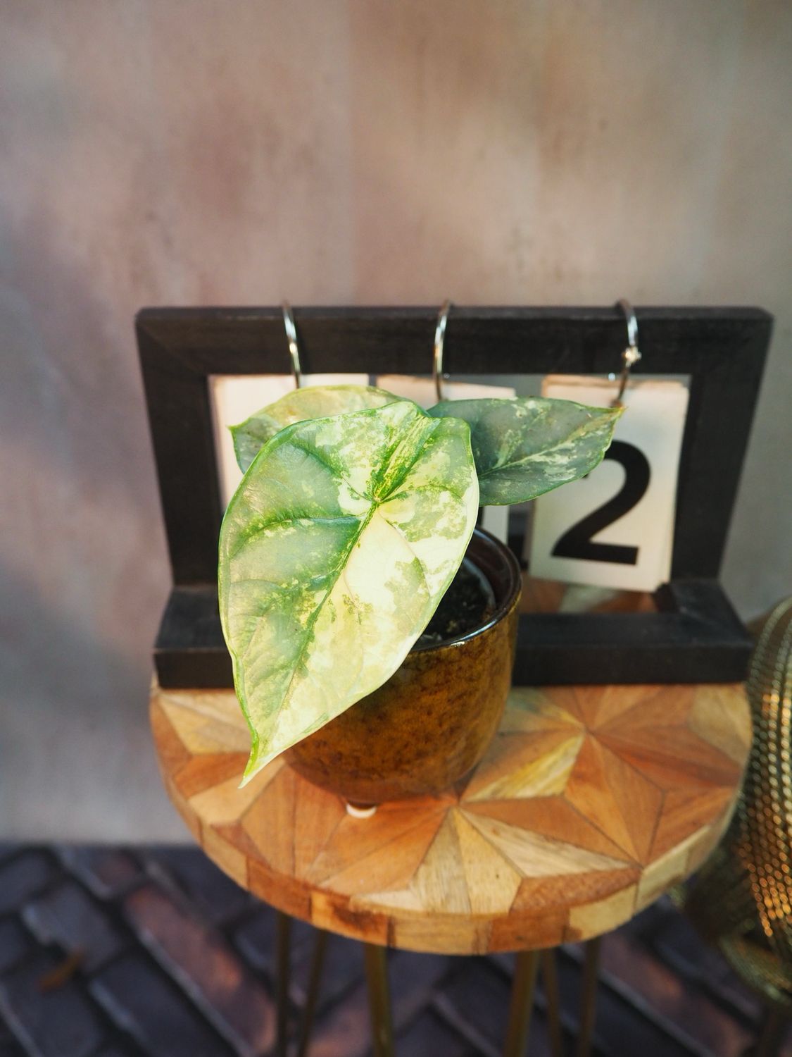 Alocasia Silver Dragon Variegata #2 Alocasia Silver Dragon Variegata #2