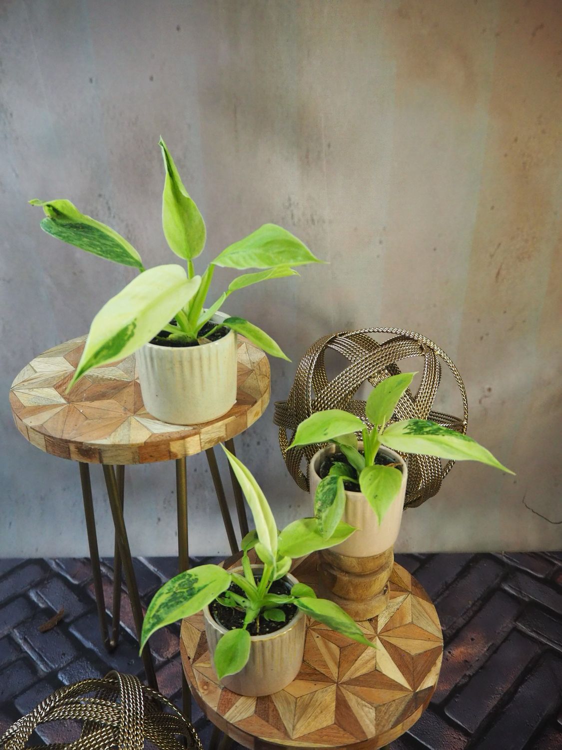 Philodendron Jose Buono S Philodendron Jose Buono S
