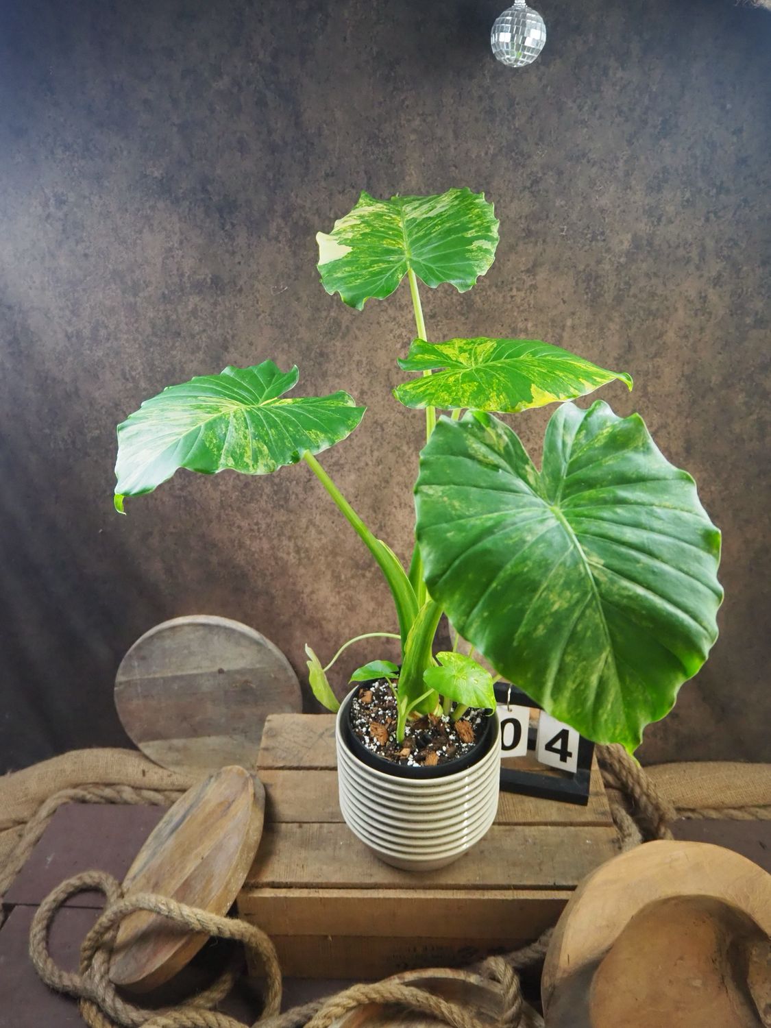 Alocasia gageana Aurea XL #4 Alocasia gageana Aurea XL #4