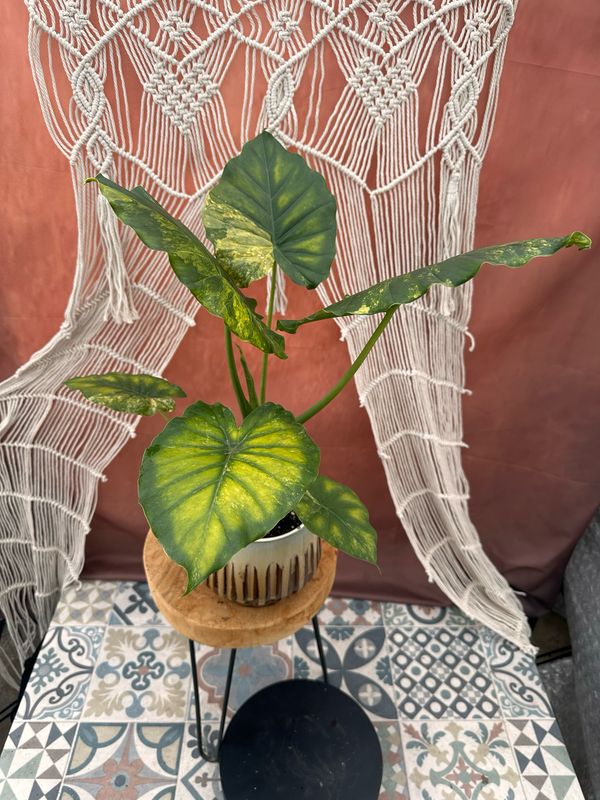 Alocasia gageana Aurea XL #4