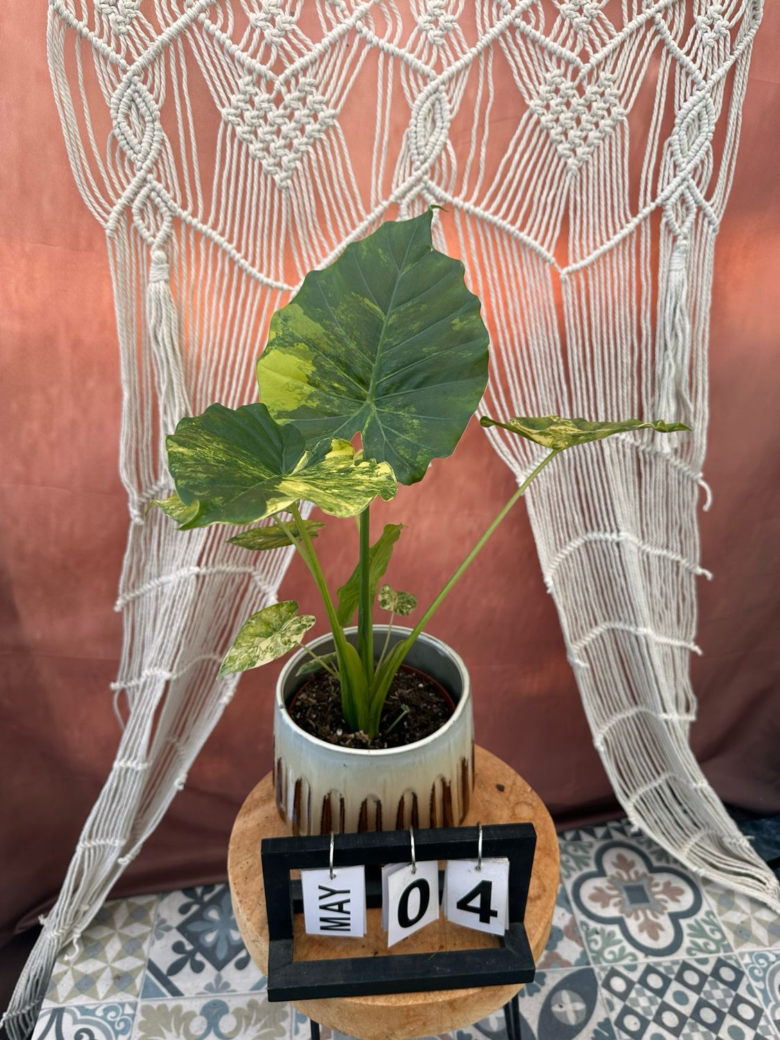Alocasia gageana Aurea XL #4 Alocasia gageana Aurea XL #4