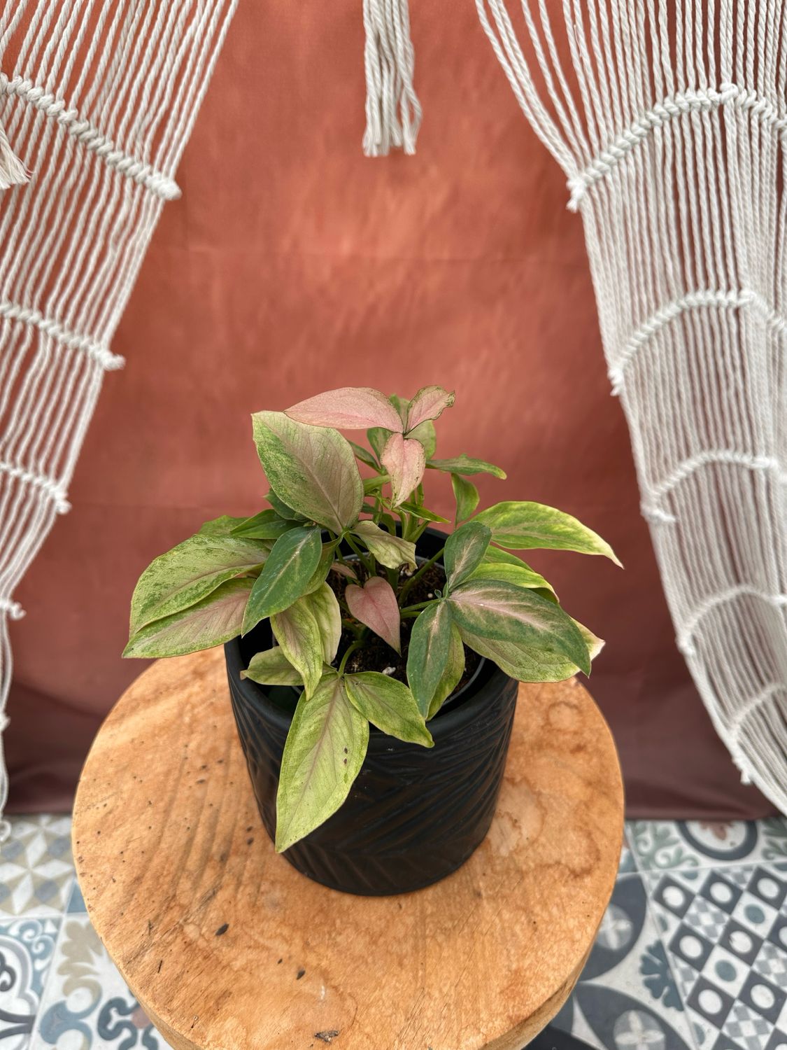 Syngonium „Pink Fantasy“