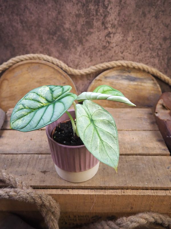 Alocasia Silver Dragon Variegata #1