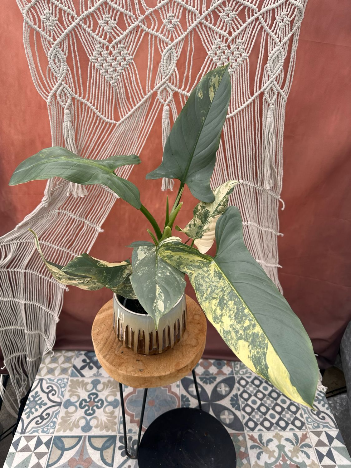 Philodendron Silver Sword Variegata #3