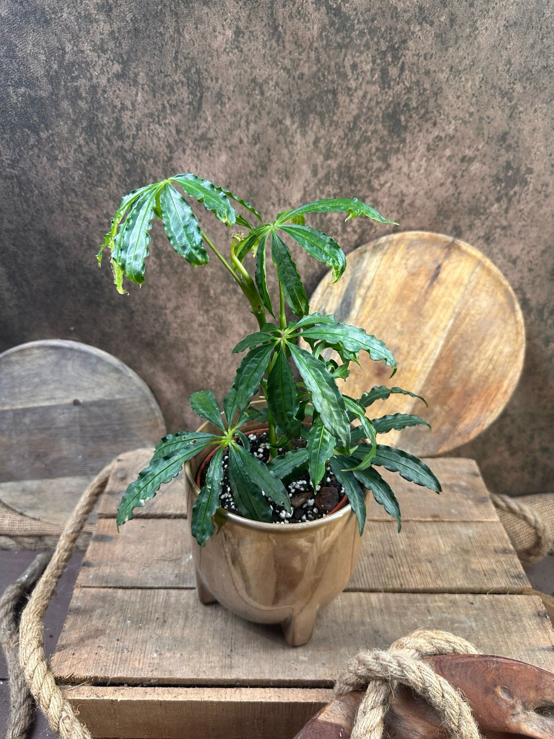 Anthurium polyschistum „Tweet“