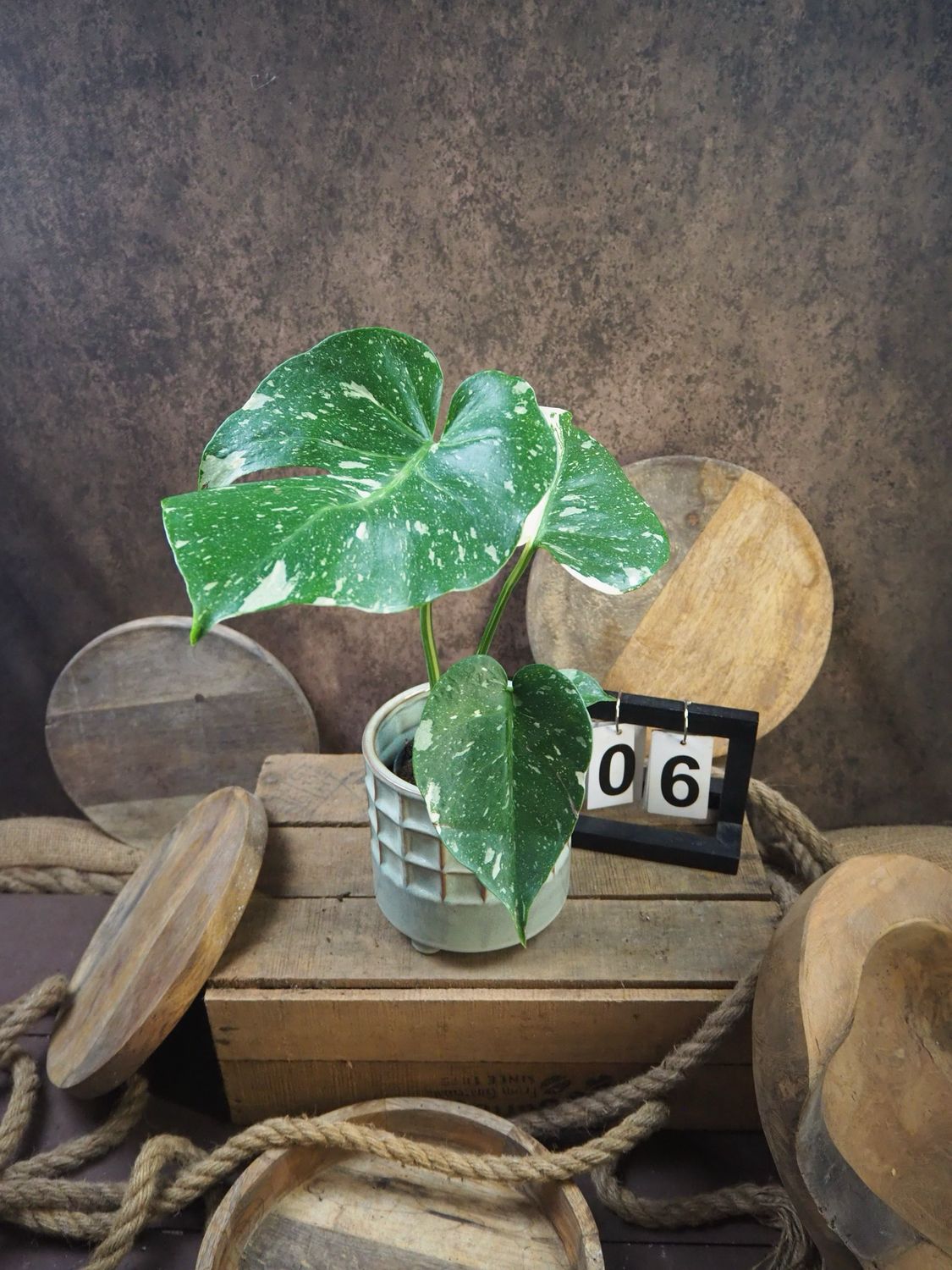 Monstera Thai Constellation S #6