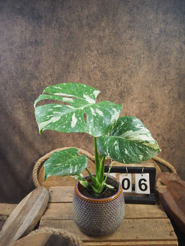 Monstera Thai Constellation S #6