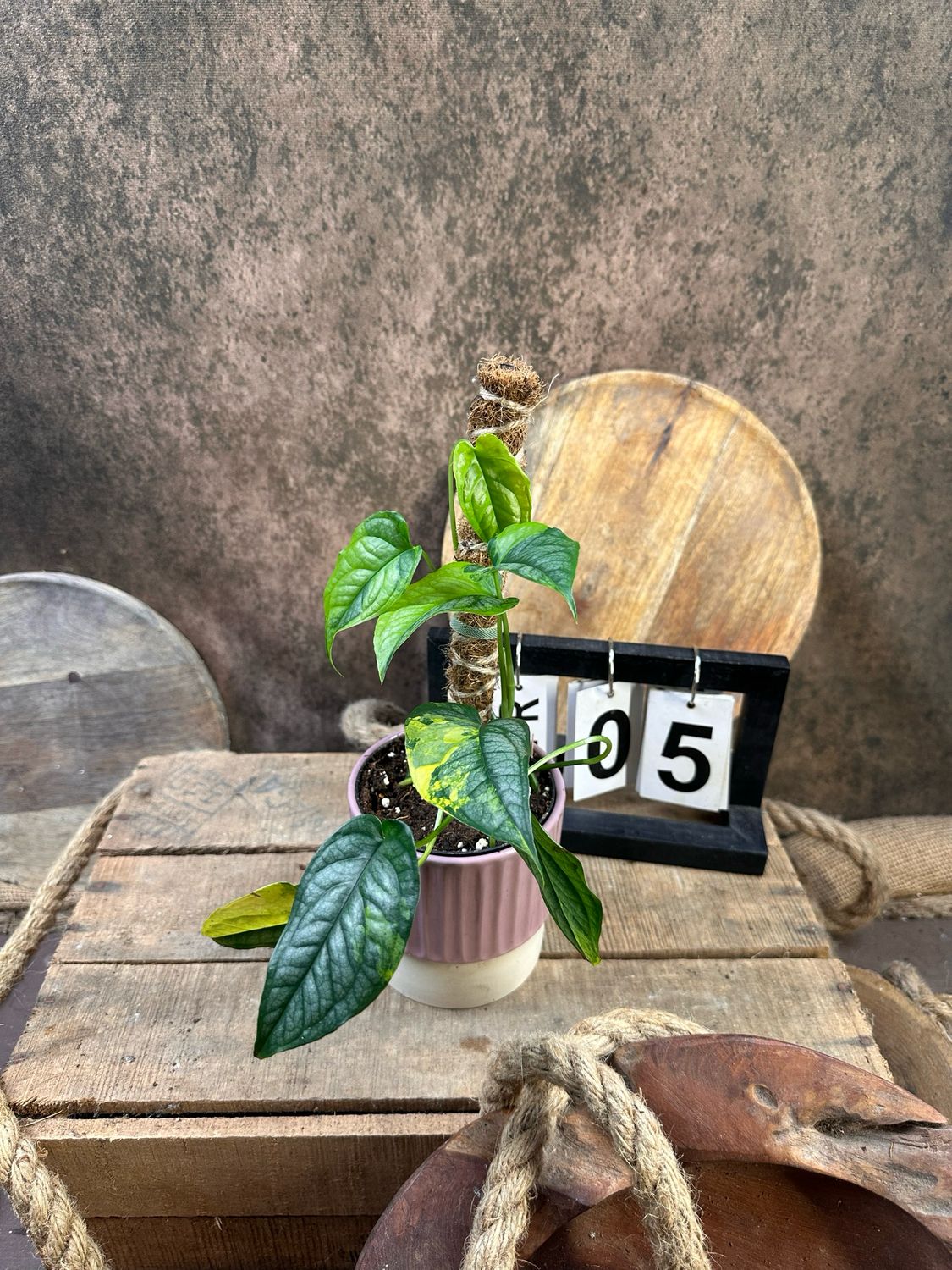 Monsters siltepecana Aurea Variegata #5