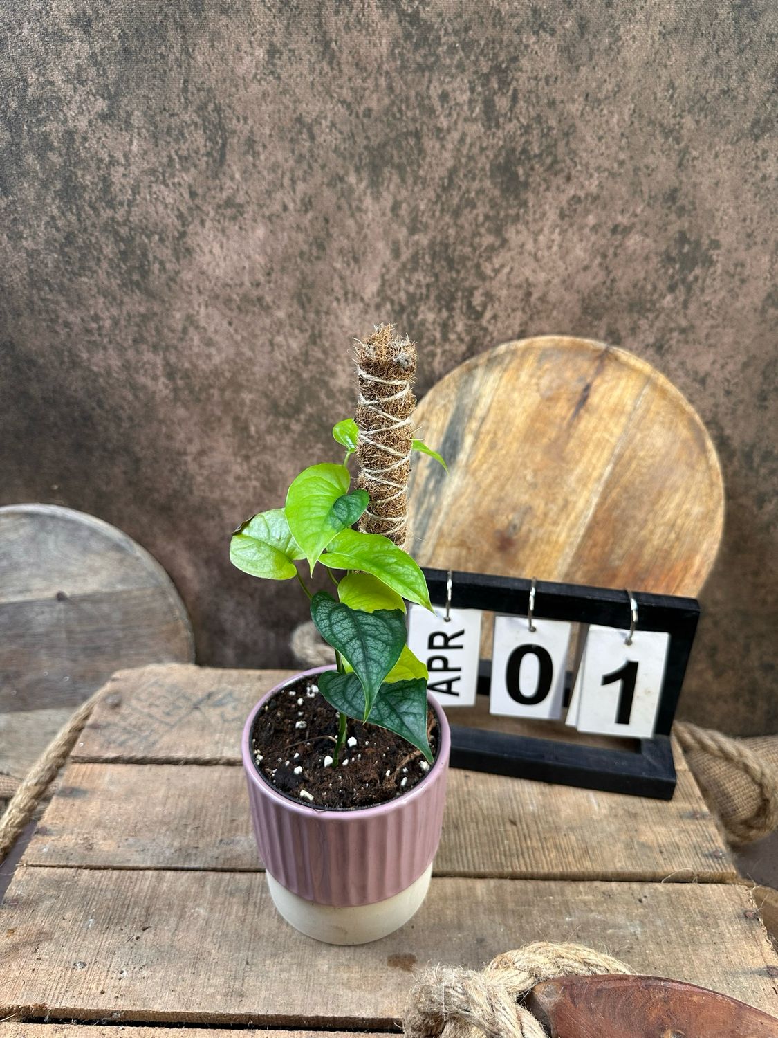 Monsters siltepecana Aurea Variegata #1