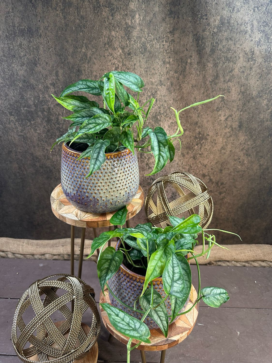 Monsters siltepecana Aurea Variegata Monsters siltepecana Aurea Variegata