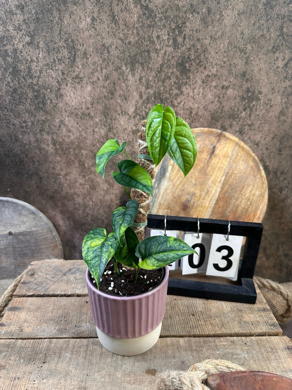 Monsters siltepecana Aurea Variegata #3